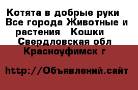 Котята в добрые руки - Все города Животные и растения » Кошки   . Свердловская обл.,Красноуфимск г.